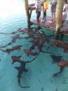 Nurse sharks being fed at Compass Cay